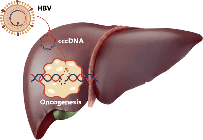HCC oncogenesis